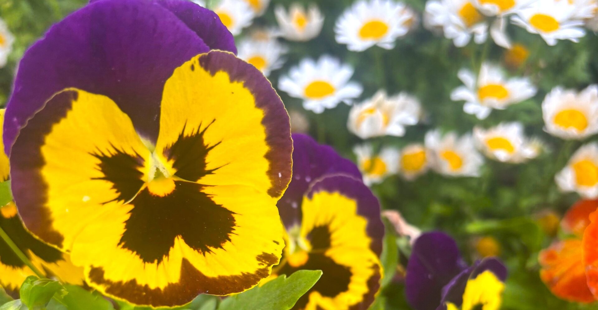 G.W＜2026.5.3(日)～5.5(火)＞フラワーフェスティバル出店情報表示